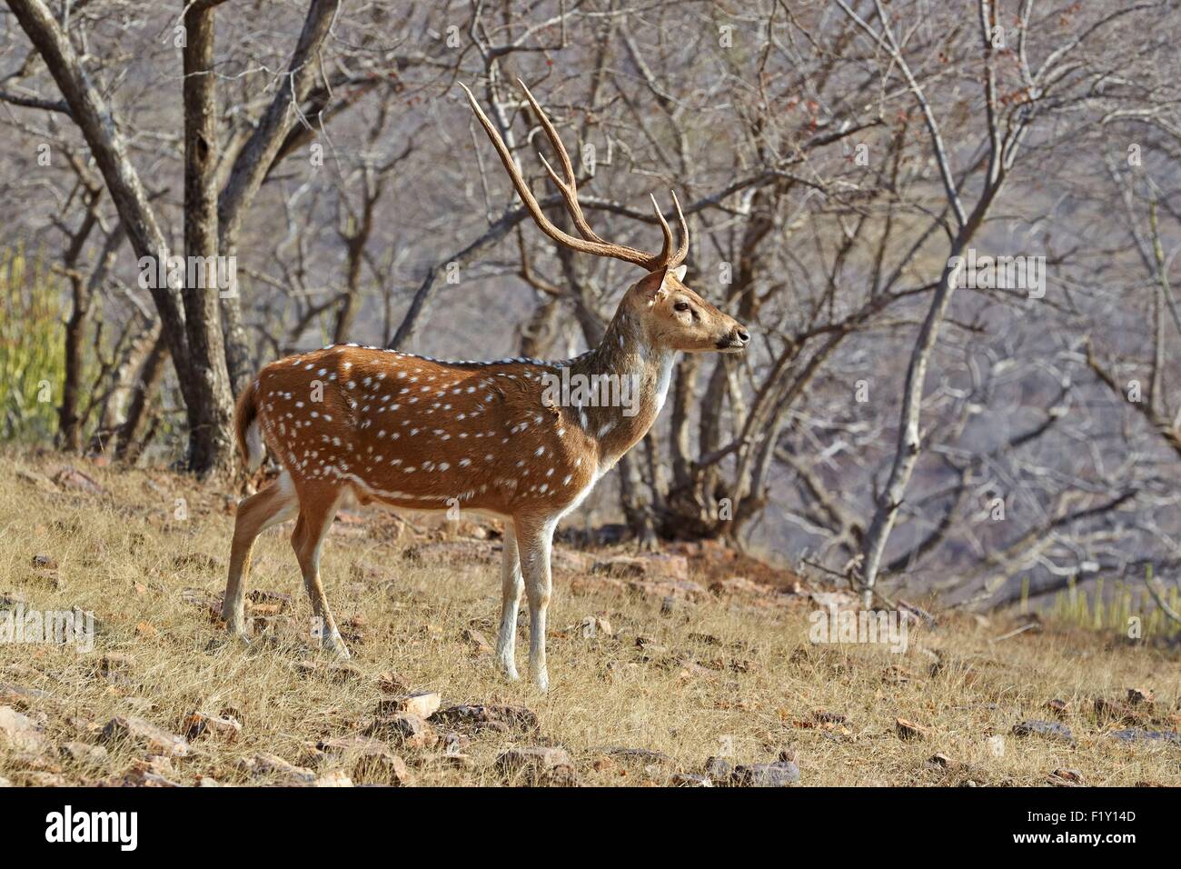 L'Inde, Rajasthan, le parc national de Ranthambore, Tiger réserver de Kabini, Chital ou Cheetal ou Chital, cerf cerf tacheté ou Axis (Axis axis), mâle adulte Banque D'Images