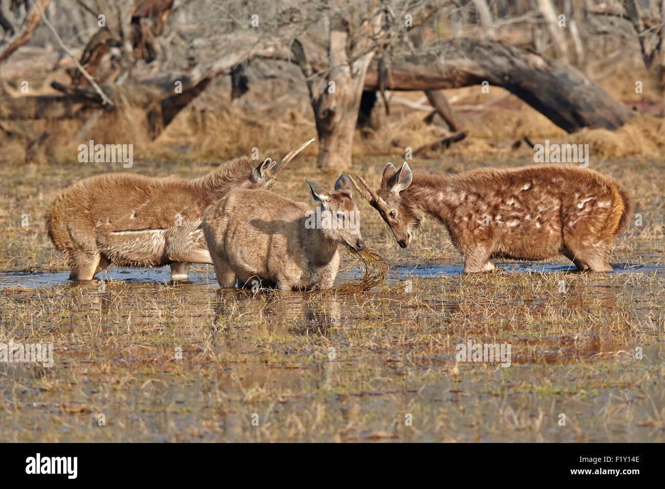 L'Inde, Rajasthan, le parc national de Ranthambore, cerf Sambar (Rusa unicolor), il se nourrit de plantes aquatiques dans un marsch, 2 jeunes mâles se battent Banque D'Images