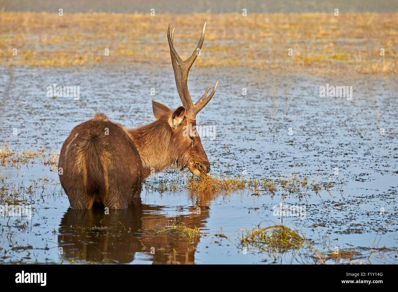 L'Inde, Rajasthan, le parc national de Ranthambore, cerf Sambar (Rusa unicolor), mâle adulte se nourrit de plantes aquatiques dans un marsch Banque D'Images