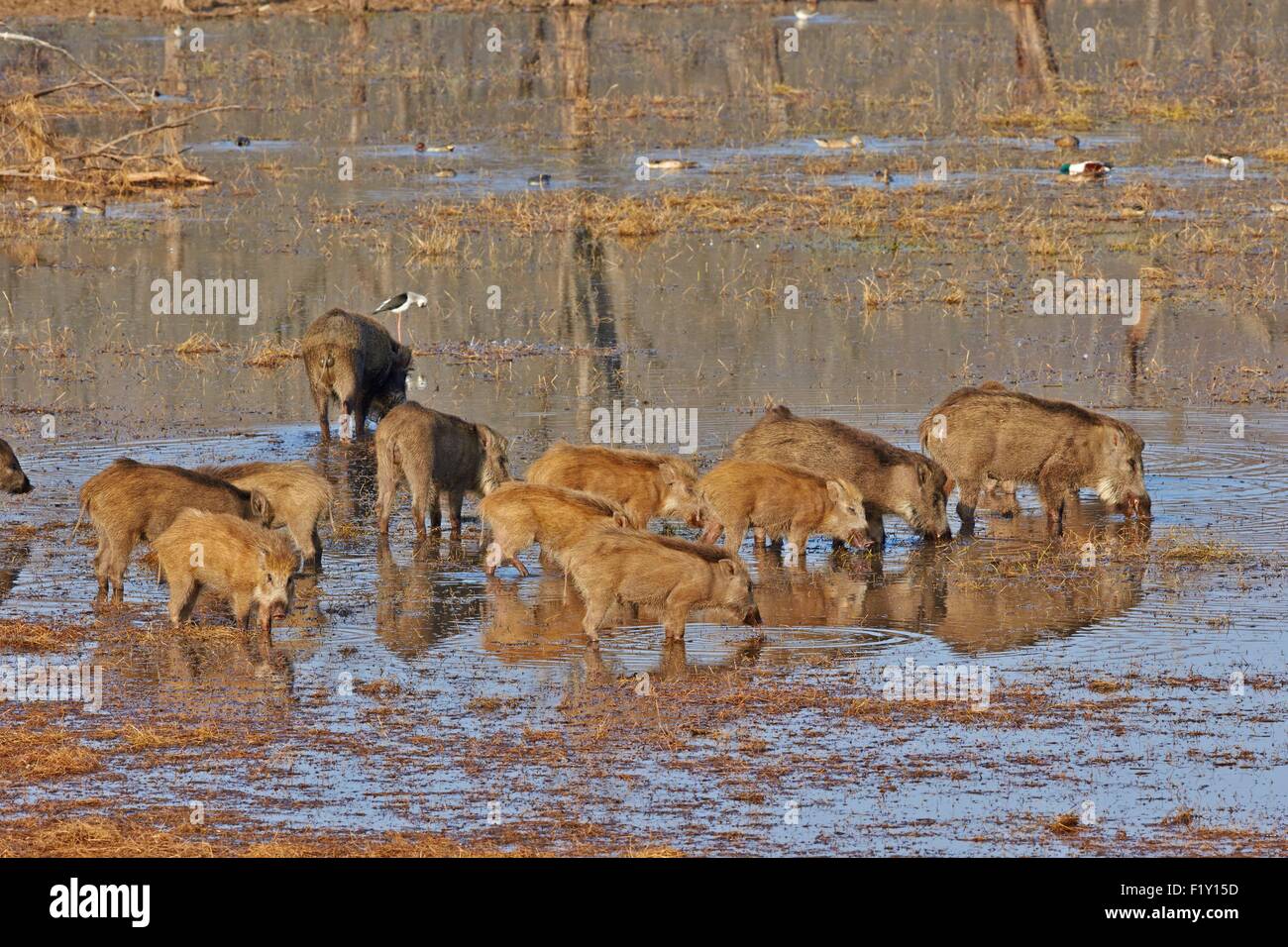 L'Inde, Rajasthan, le parc national de Ranthambore, sanglier ou sanglier (Sus scrofa affinis), groupe qui se nourrissent de plantes aquatiques dans un marsch Banque D'Images