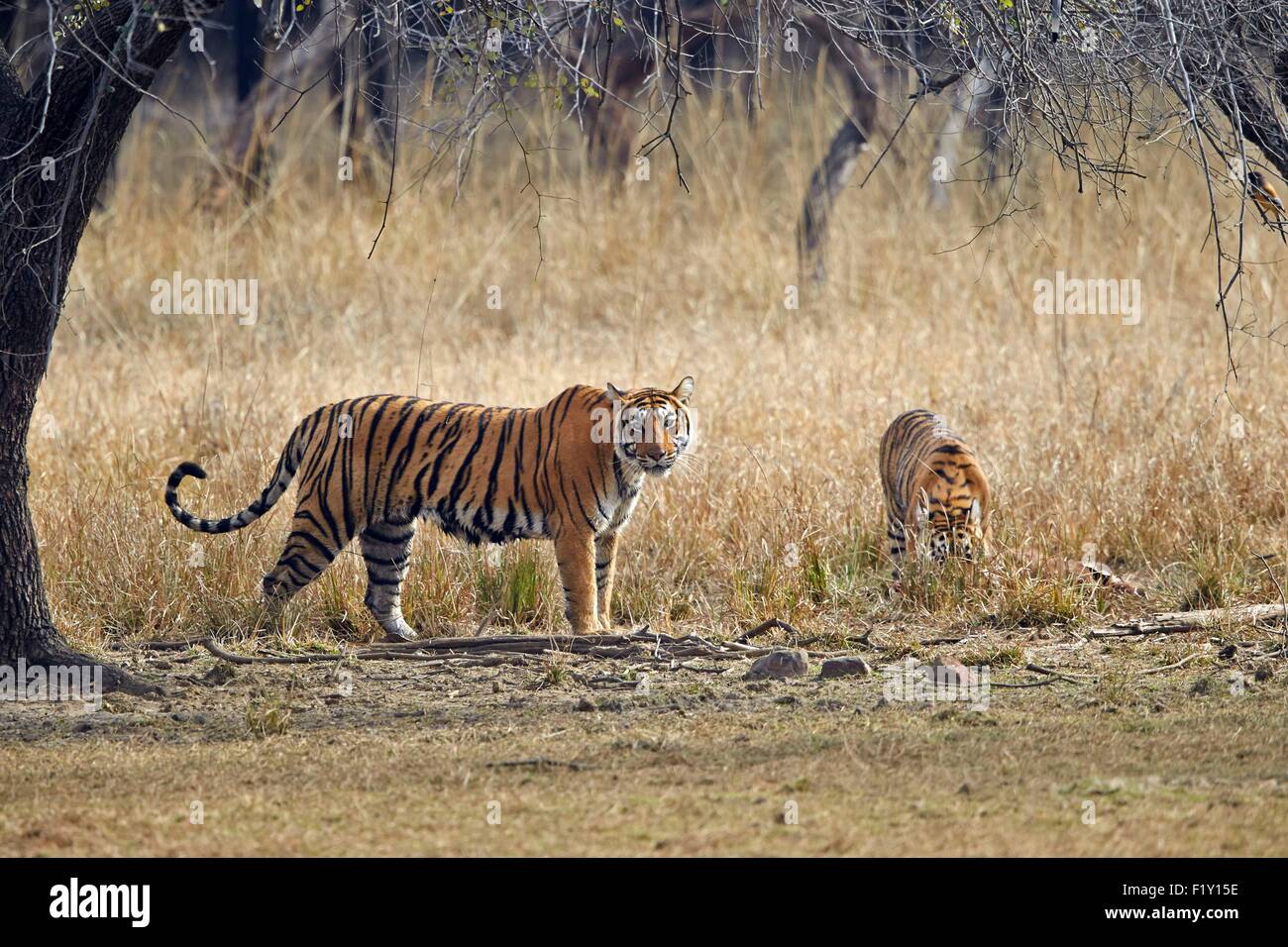 L'Inde, Rajasthan, le parc national de Ranthambore, tigre du Bengale (Panthera tigris tigris), la mère et l'enfant Banque D'Images