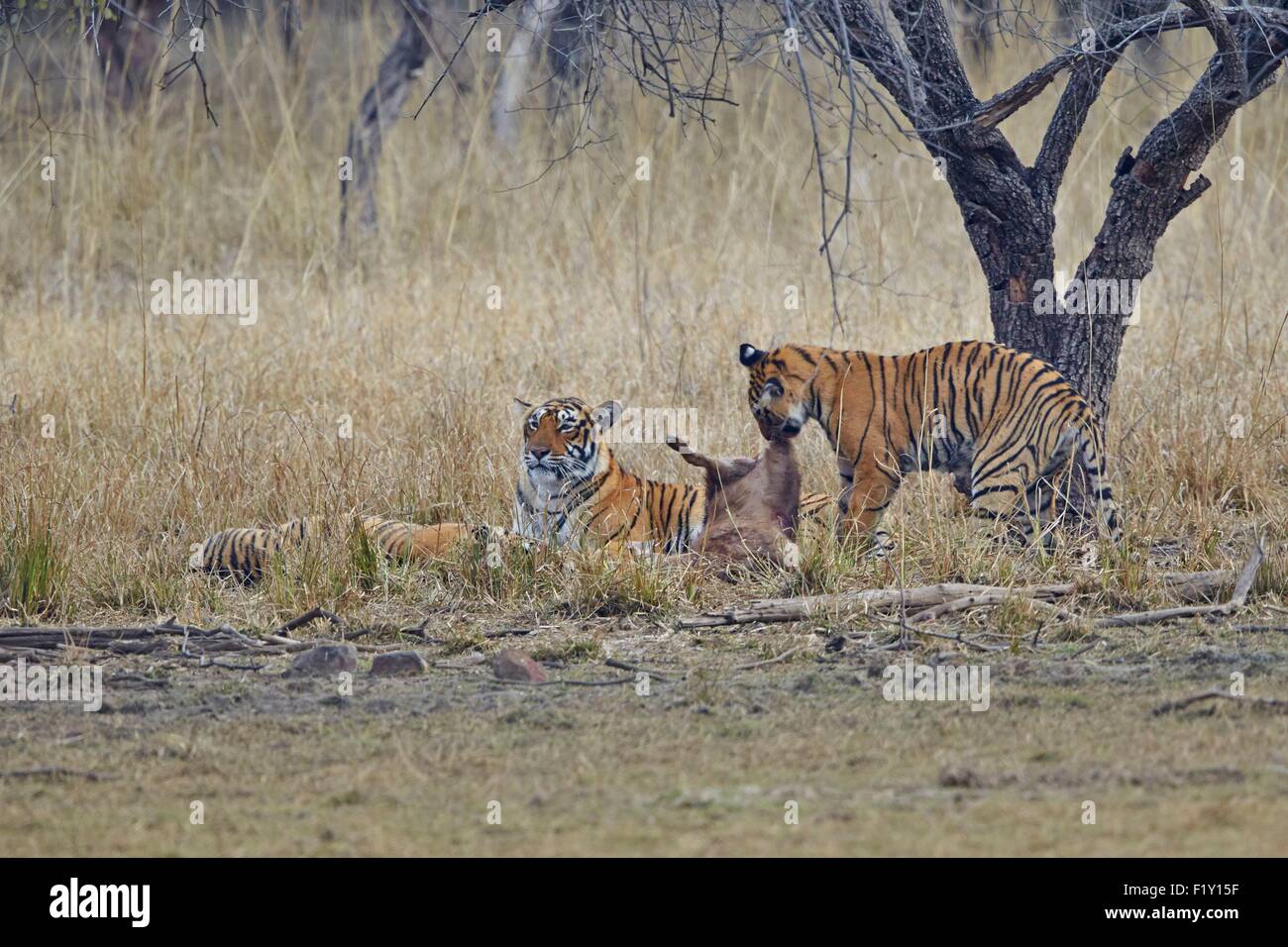 L'Inde, Rajasthan, le parc national de Ranthambore, tigre du Bengale (Panthera tigris tigris), la mère et l'enfant Banque D'Images