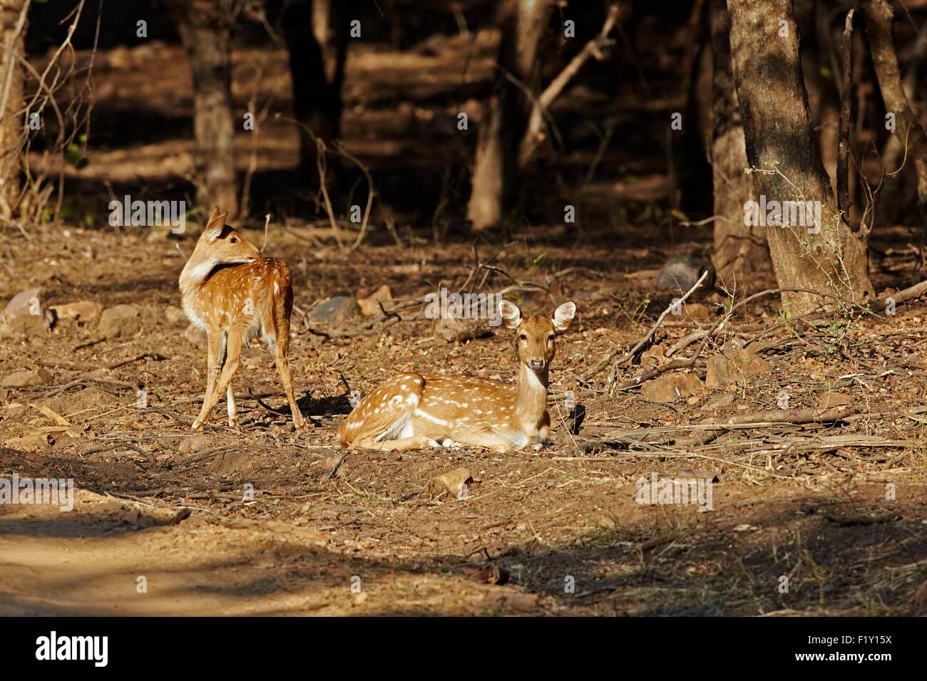 L'Inde, Rajasthan, le parc national de Ranthambore, Tiger réserver de Kabini, Chital ou Cheetal ou Chital, cerf cerf tacheté ou Axis (Axis axis) et Black Drongo (Dicrurus macrocercus) Banque D'Images