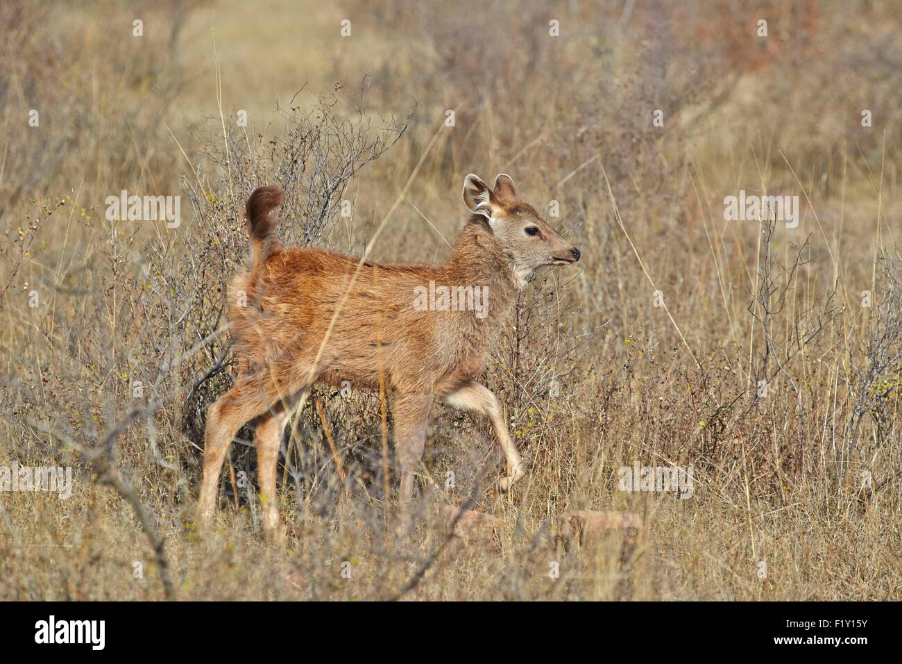 L'Inde, Rajasthan, le parc national de Ranthambore, cerf Sambar (Rusa unicolor), baby Banque D'Images