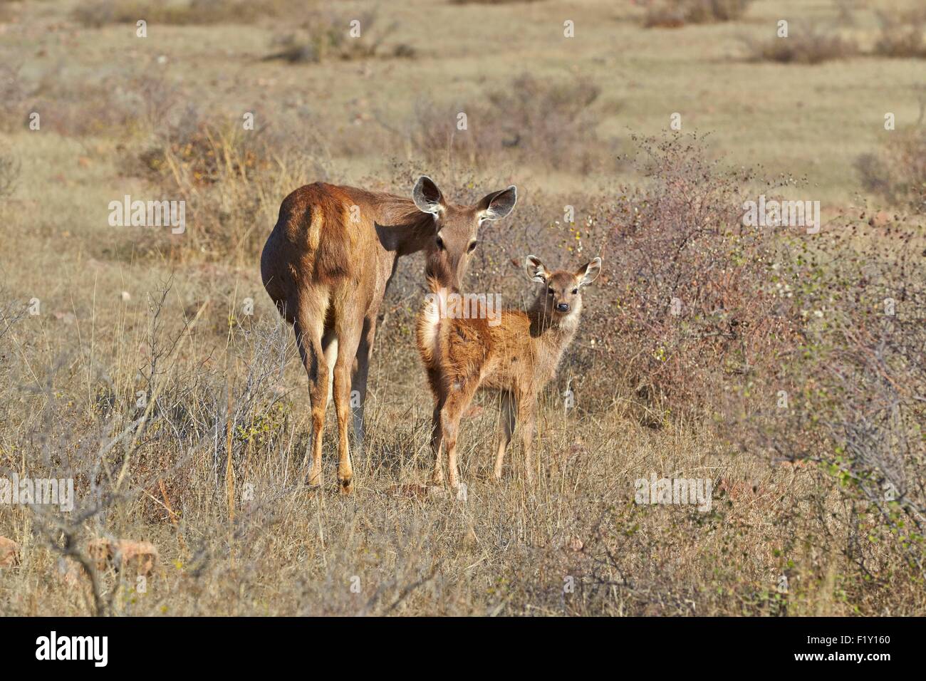 L'Inde, Rajasthan, le parc national de Ranthambore, cerf Sambar (Rusa unicolor), femme et jeune bébé Banque D'Images