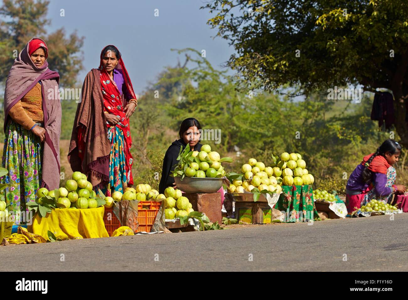 L'Inde, Rajasthan, Ranthambore, ventes des goyaves le long de la route Banque D'Images