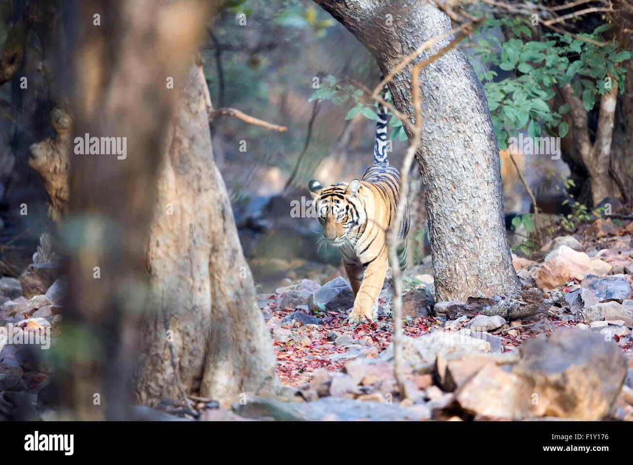 L'Inde, Rajasthan, le parc national de Ranthambore, tigre du Bengale (Panthera tigris tigris), Banque D'Images