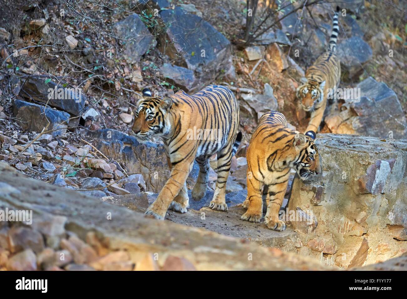L'Inde, Rajasthan, le parc national de Ranthambore, tigre du Bengale (Panthera tigris tigris), Banque D'Images