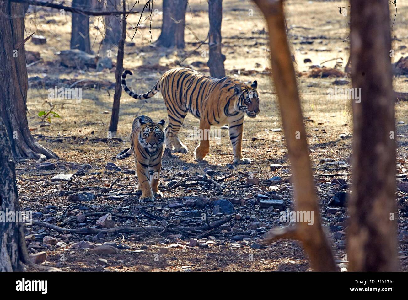 L'Inde, Rajasthan, le parc national de Ranthambore, tigre du Bengale (Panthera tigris tigris), femelle adulte avec un jeune d'un an Banque D'Images