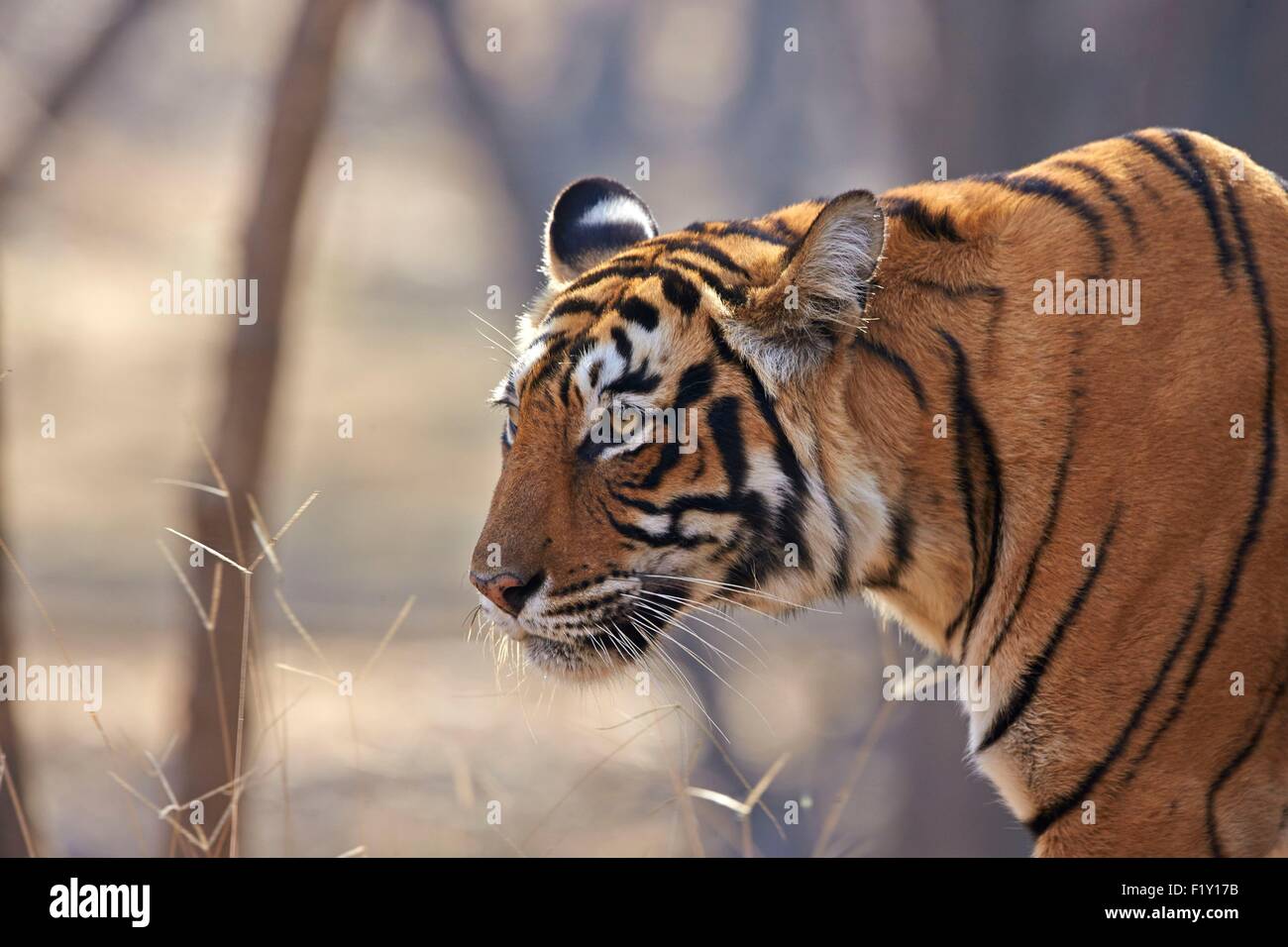 L'Inde, Rajasthan, le parc national de Ranthambore, tigre du Bengale (Panthera tigris tigris), femelle adulte Banque D'Images