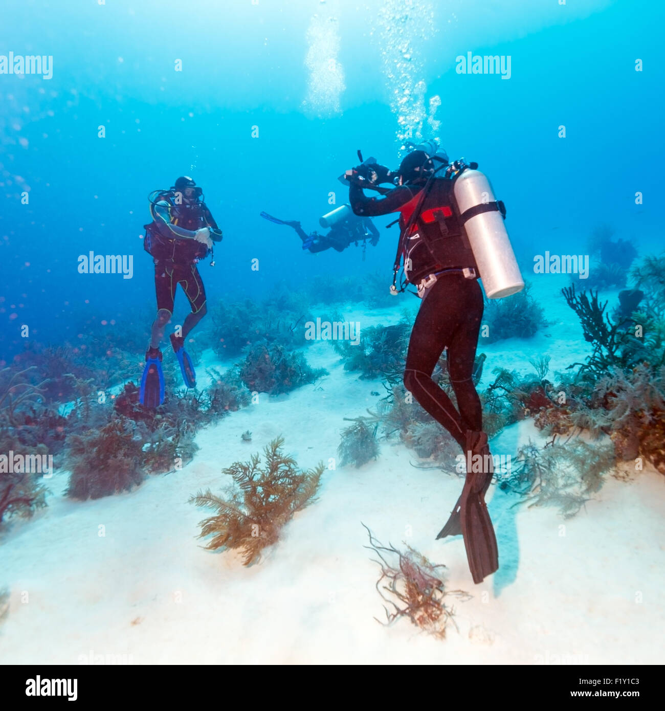 Diver prend des photos sous l'eau, Cuba Banque D'Images