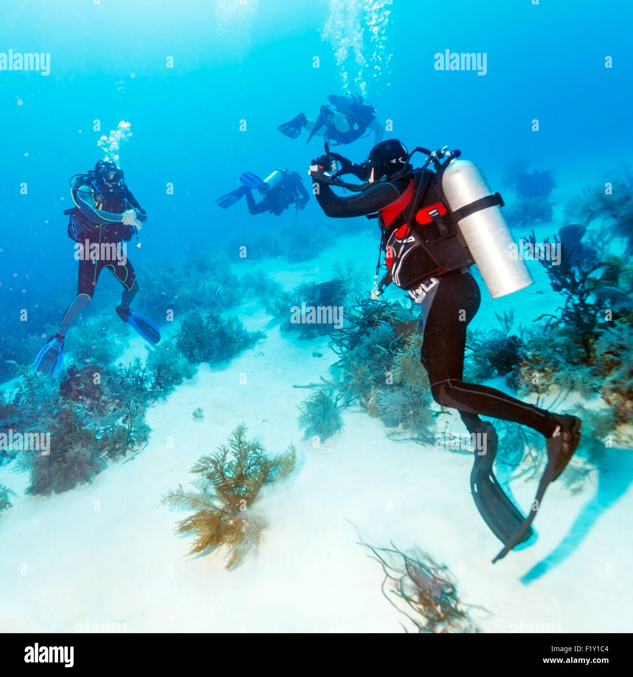 Diver prend des photos sous l'eau, Cuba Banque D'Images