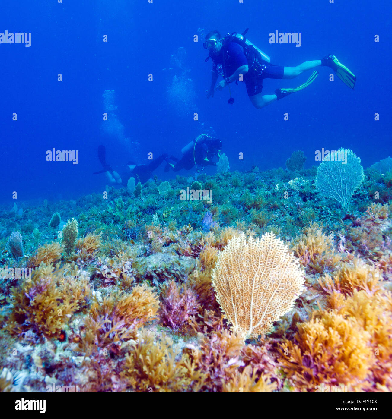 Jeune homme de Plongée sous marine entre la mer et la surface de l'eau bas Banque D'Images