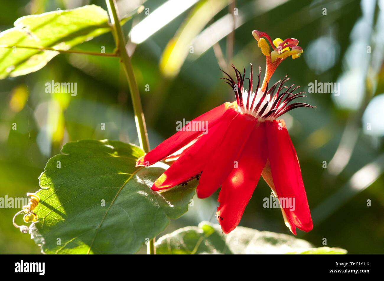 Les feuilles de vigne rouge ou Passiflore fleur de la passion (Passiflora  vitifolia Photo Stock - Alamy