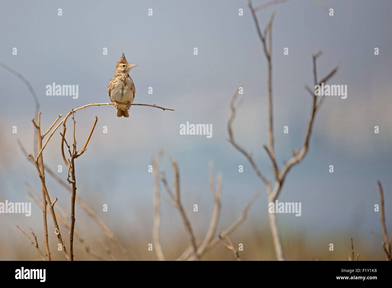 La lagune de Nador, Maroc, Crested lark (Galerida cristata) Banque D'Images