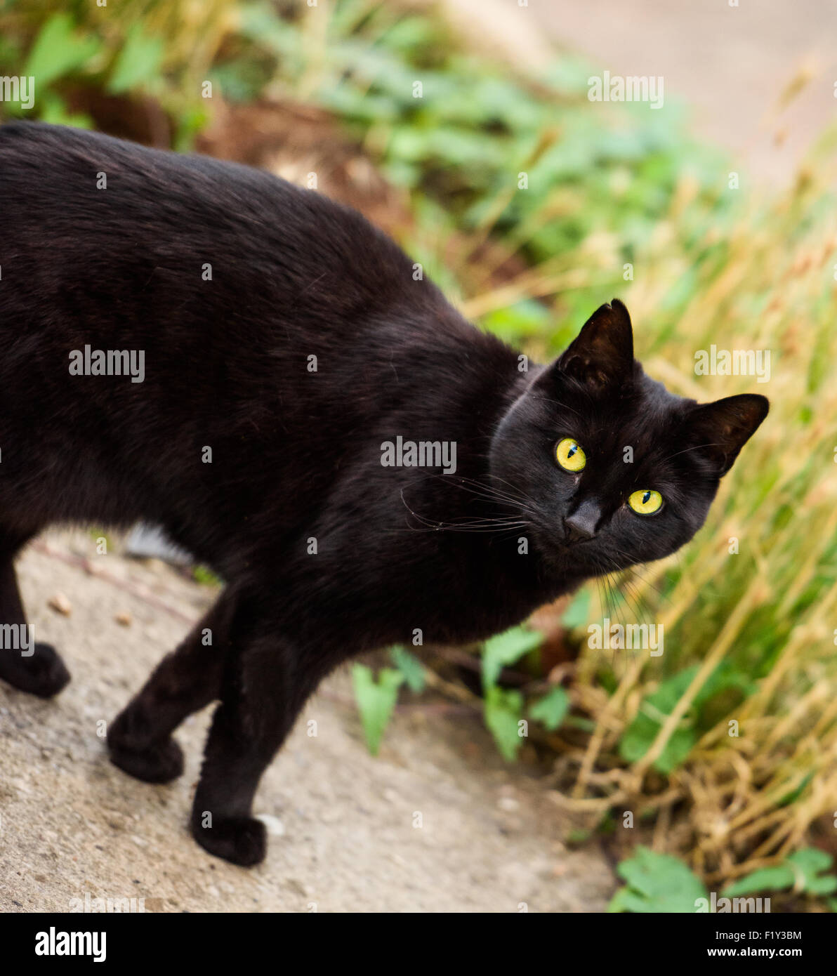 Portrait chat noir avec de magnifiques yeux, chat domestique typique. Banque D'Images