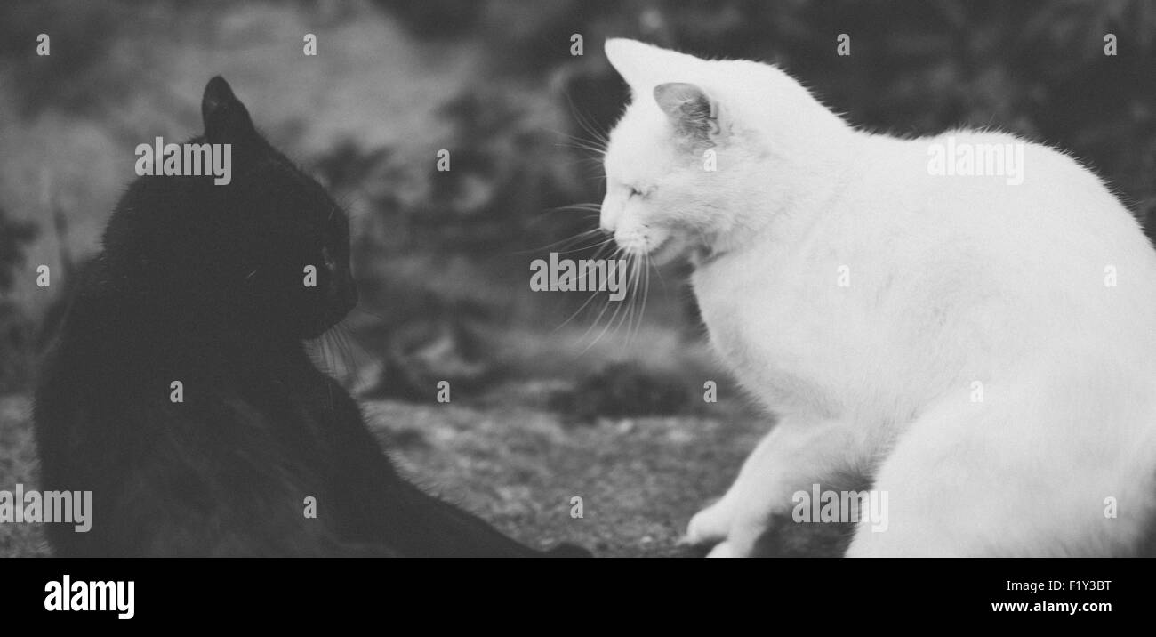 Les chats noir et blanc - la tension avant un combat Banque D'Images