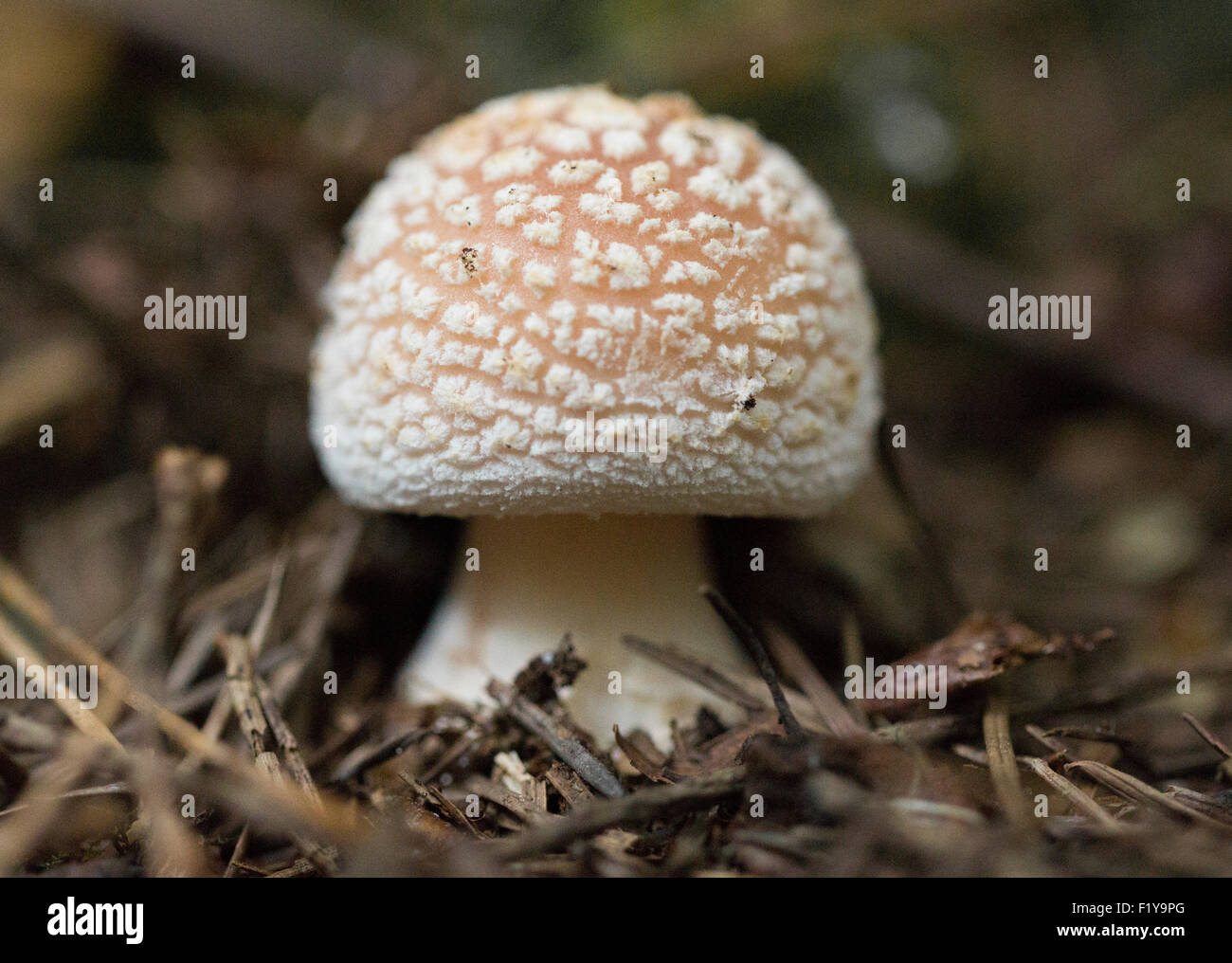 Le champignon Amanita Rubescens Blusher Banque D'Images