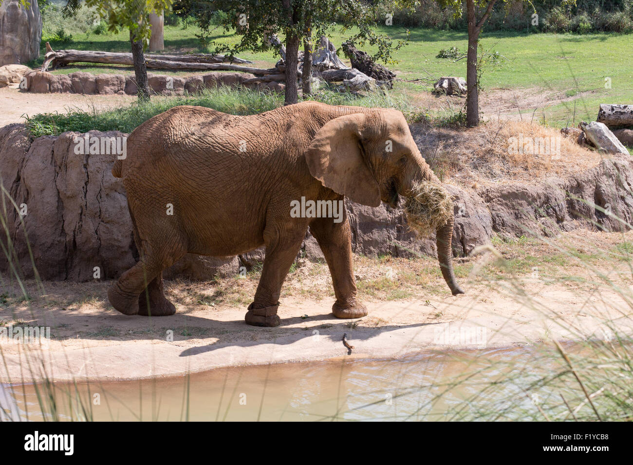 La réalisation de l'éléphant Grass Banque D'Images
