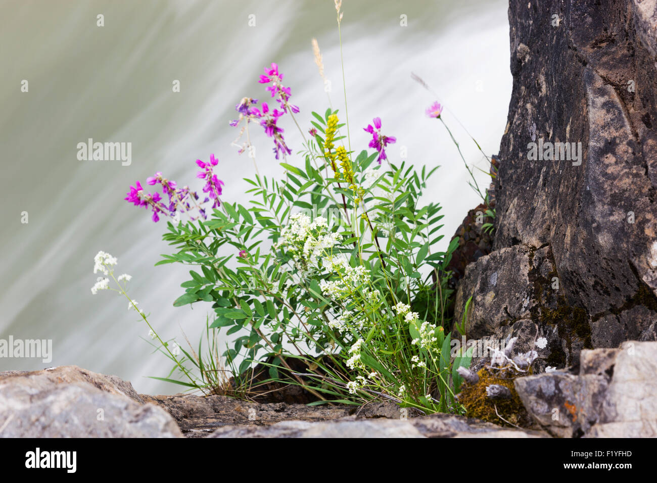 Canada,Whirlpool,Fleurs sauvages Canyon Banque D'Images