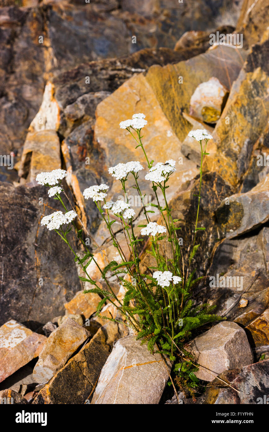 Canada,Whirlpool,Fleurs sauvages Canyon Banque D'Images