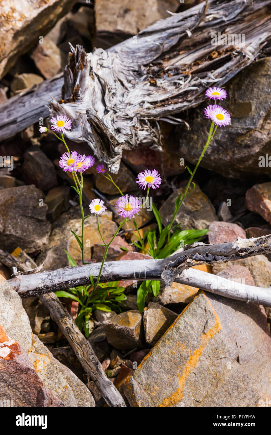 Canada,Whirlpool,Fleurs sauvages Canyon Banque D'Images
