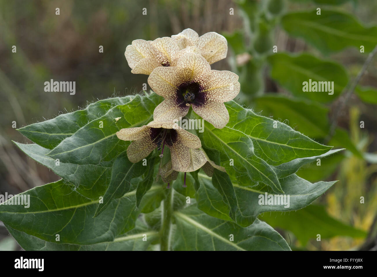 Jusquiame noire (Hyoscyamus niger L.) est une plante toxique sur le Colorado's Liste des mauvaises herbes nuisibles B. Banque D'Images