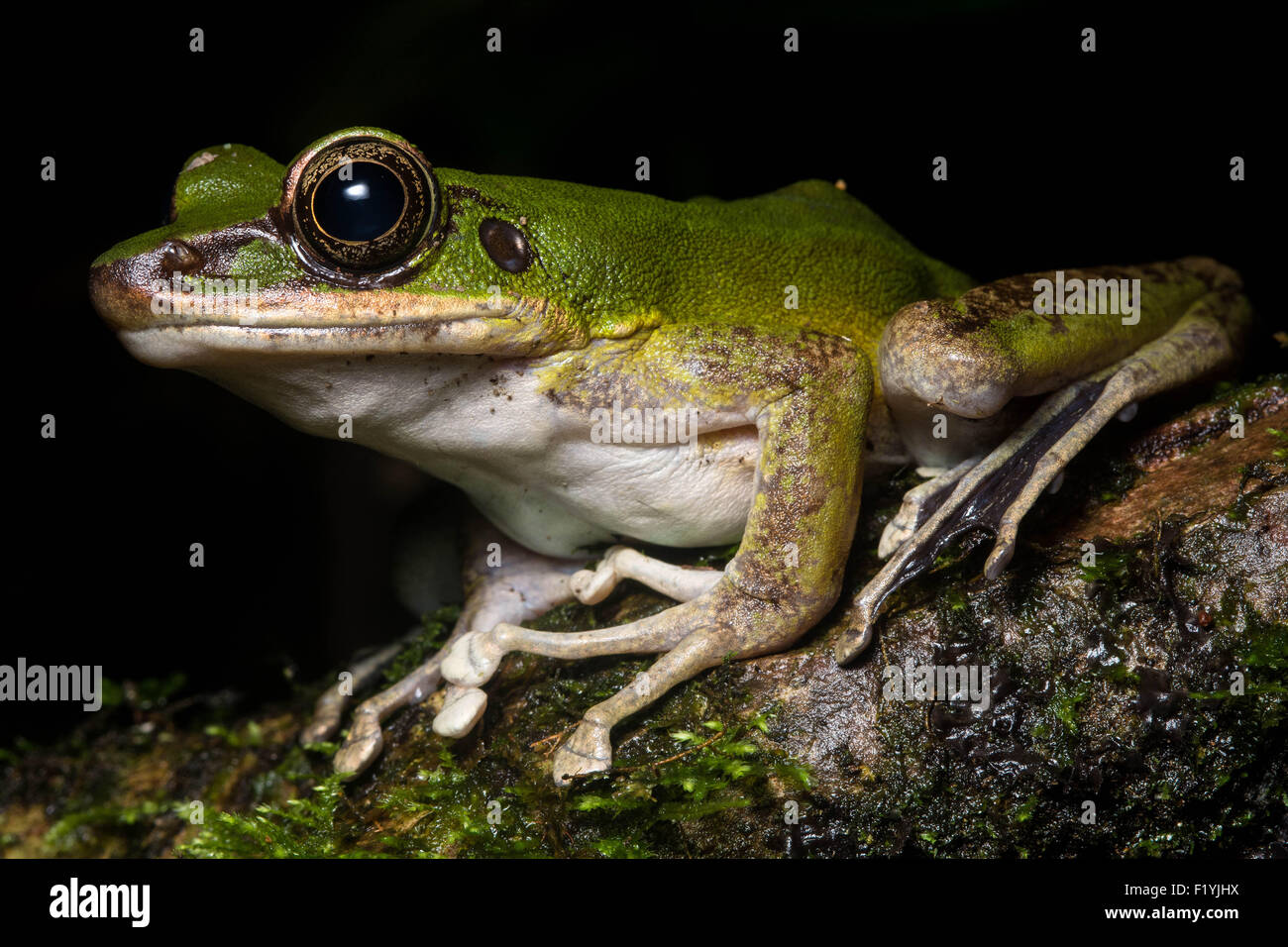 Un rock poison (grenouille Odorrana hosii) trouvés dans la nuit dans une jungle tropicale de Bornéo en Malaisie. Banque D'Images