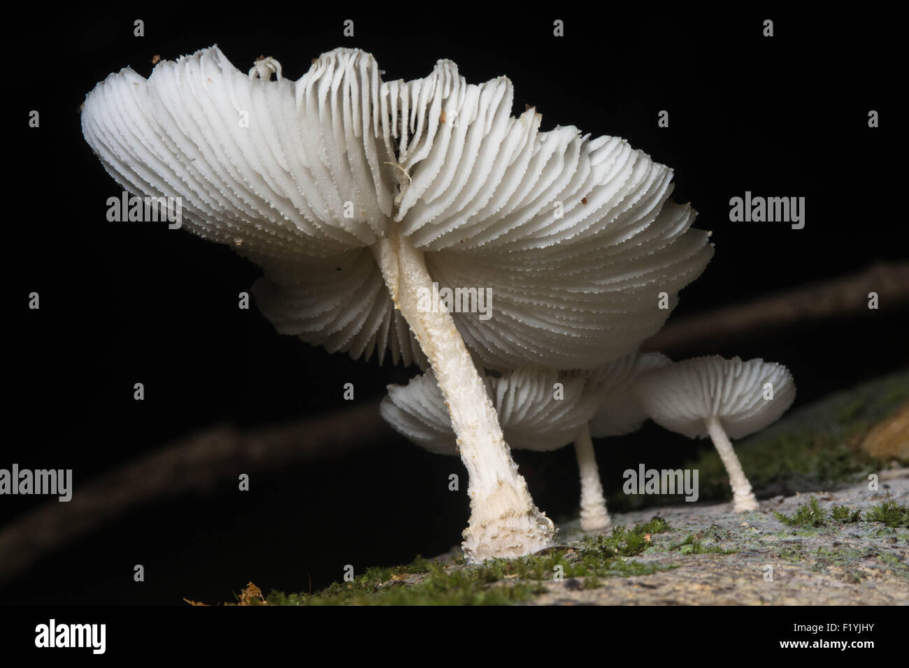 Les champignons poussant sur un journal dans la jungle de Bornéo en Malaisie. Banque D'Images