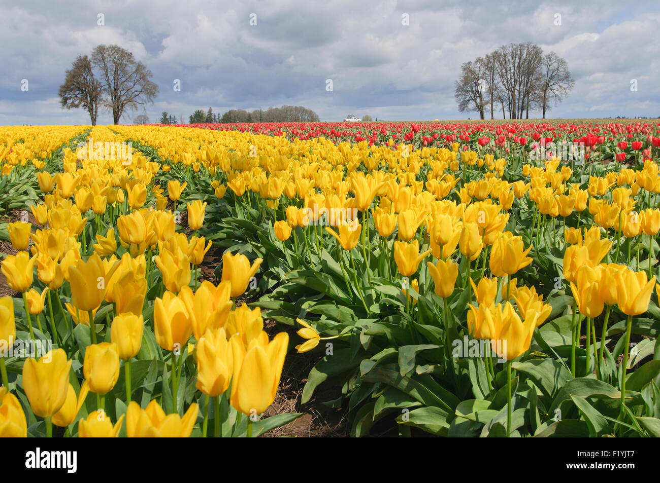 L'Oregon,fleurs,Culture,Tulipes Banque D'Images