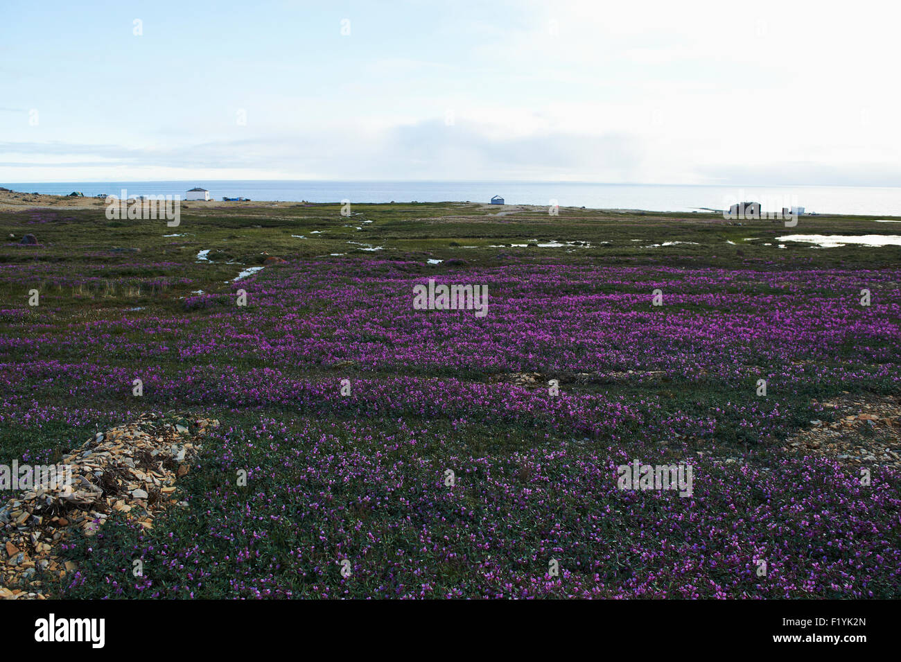 Canada,Fleurs,Fleurs,Nunavut,Océan Arctique Banque D'Images