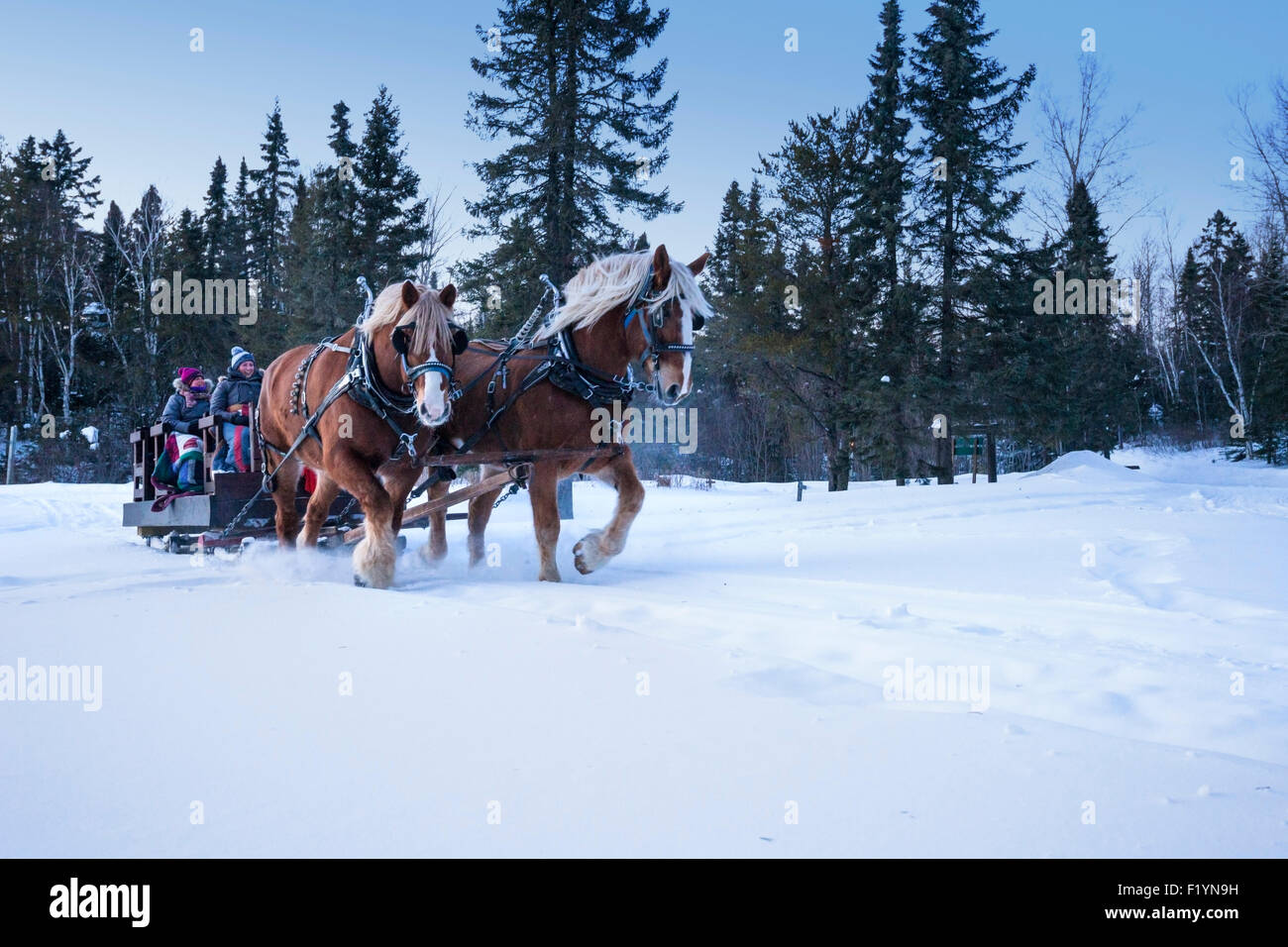 Belgique chevaux de tirer un traîneau à travers un désert de neige et de pins dans le nord du Minnesota en hiver Banque D'Images