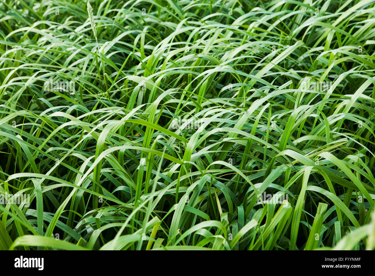 L'Alaska,croissance verte,herbe,,Close Up Banque D'Images