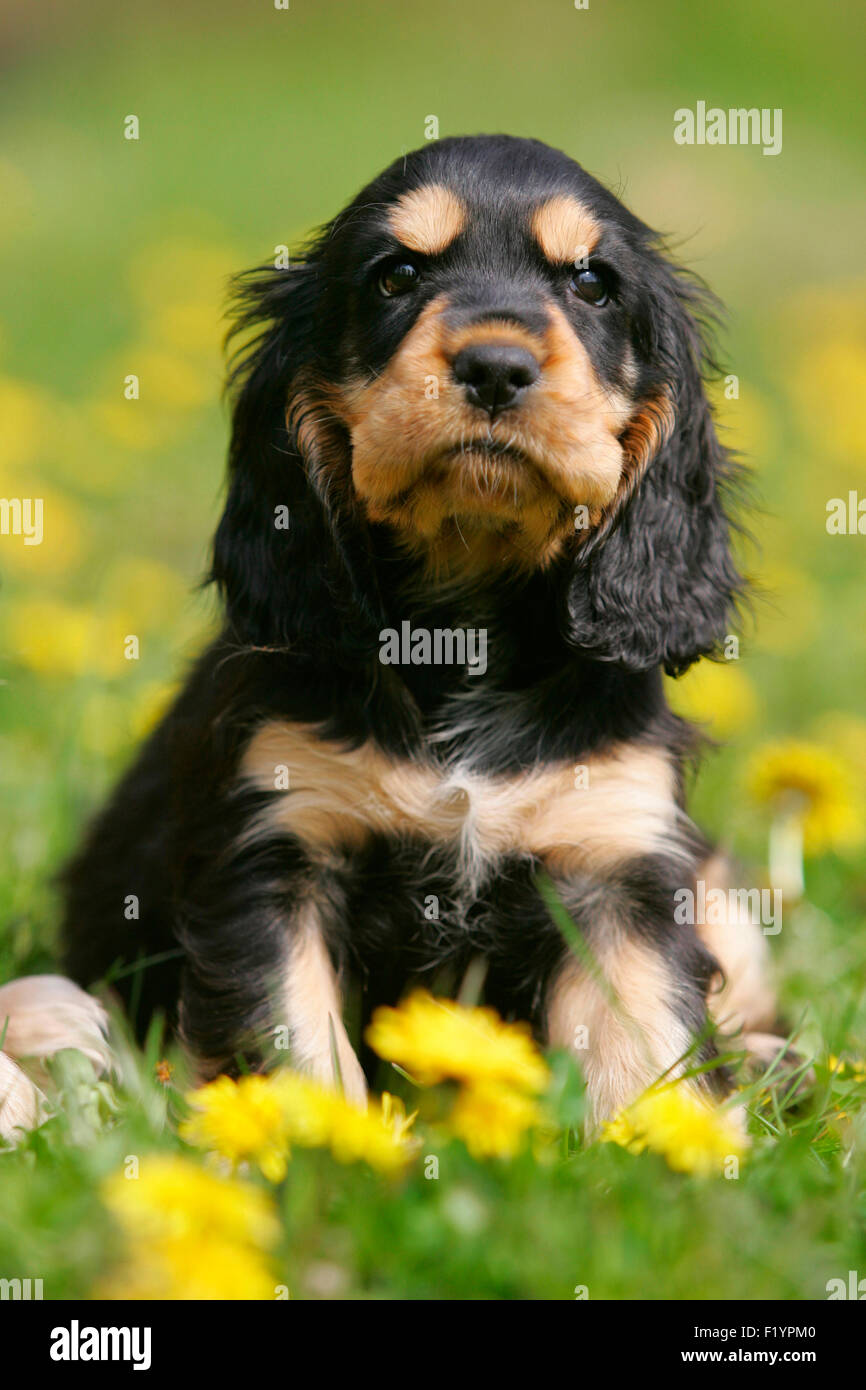 Cocker Anglais chiot assis prés de floraison Allemagne Banque D'Images