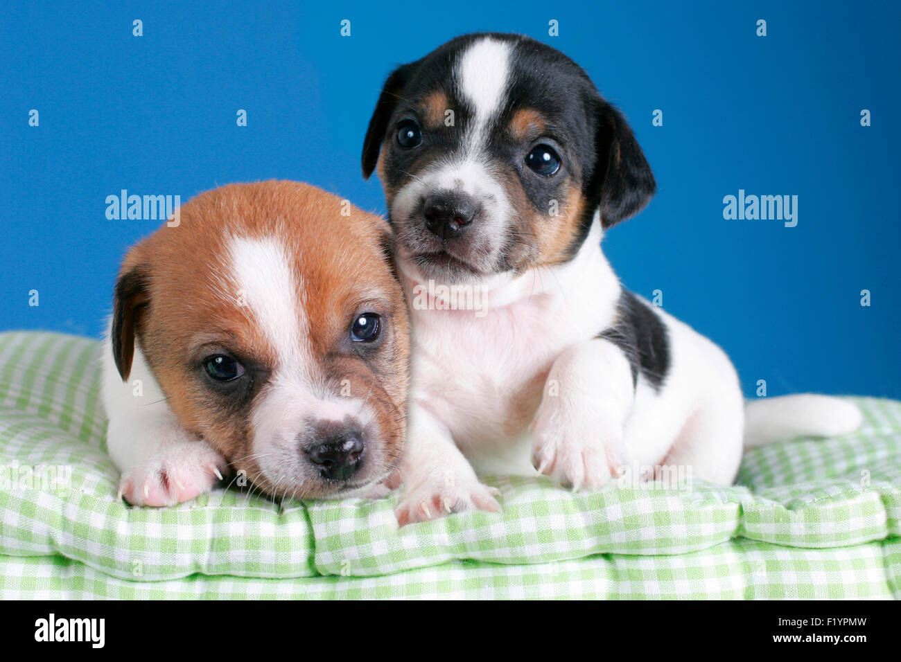 Deux chiots Jack Russell Terrier Studio couverture photo contre fond bleu Allemagne Banque D'Images