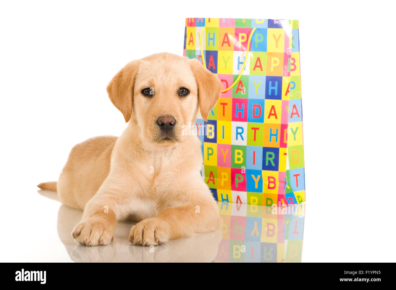 Jaune Chiot Labrador Retriever Couche A Cote De Papier Colore Housse De Transport Mentions Legales Joyeux Anniversaire Photo Stock Alamy