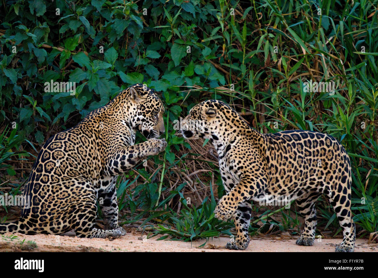 Jaguar (Panthera onca). Couple sur une berge Pantanal Brésil Banque D'Images
