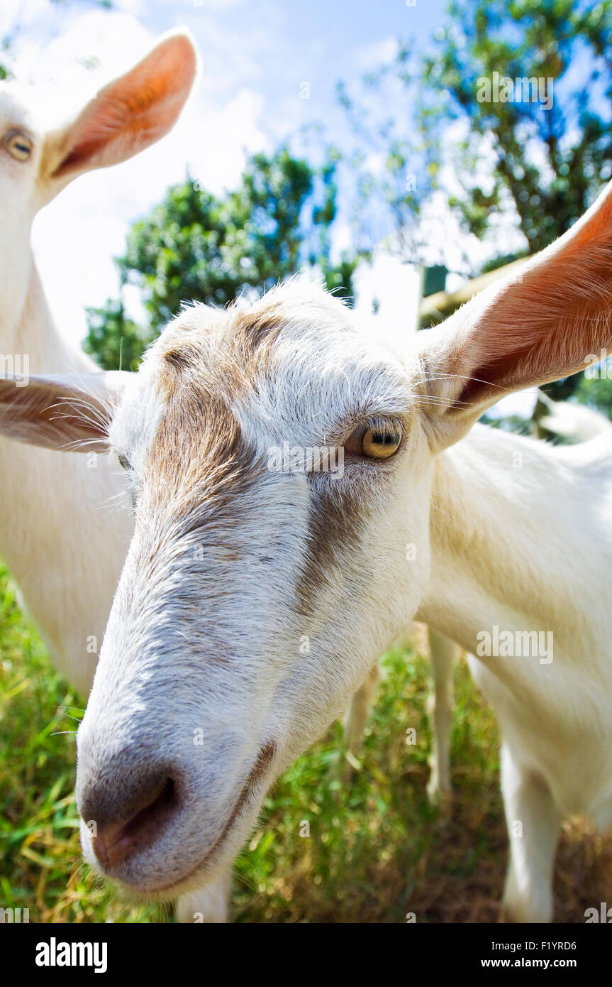 Curieux de chèvres, dans les produits laitiers Fromage de chèvre de l'Île Hawaii farm à Hawaï Banque D'Images