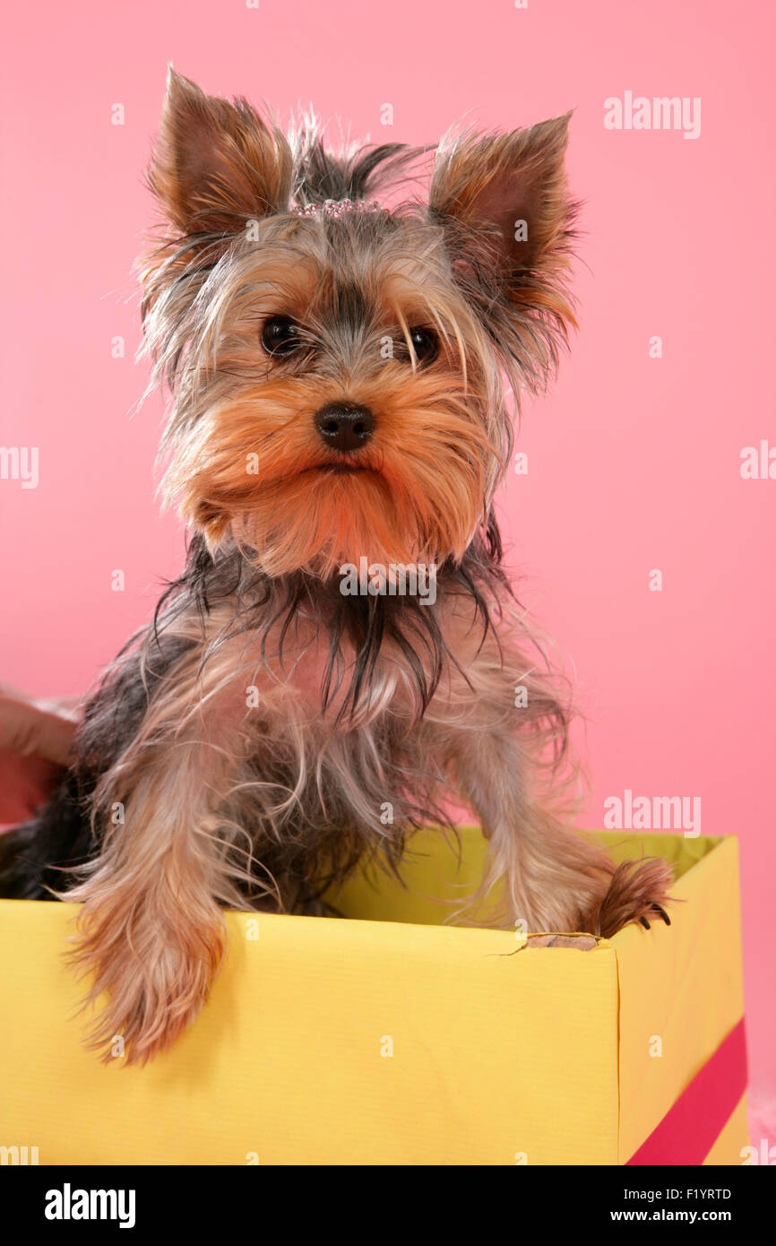 Yorkshire Terrier sitting box Studio Photo contre l'Allemagne sur fond rose Banque D'Images