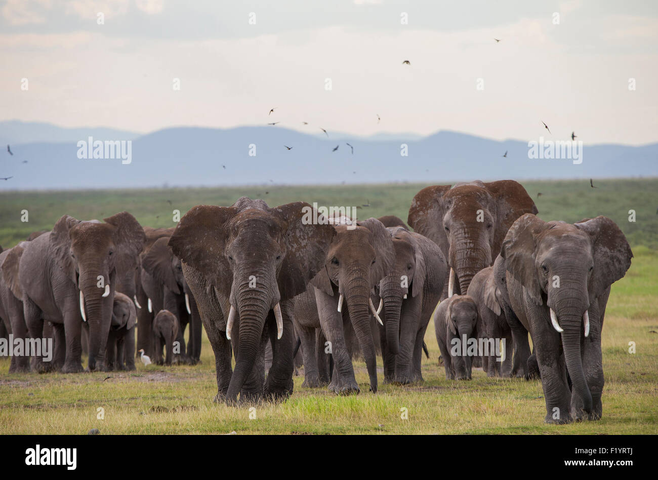 L'éléphant africain (Loxodonta africana) troupeau errant au Parc national Amboseli au Kenya Banque D'Images