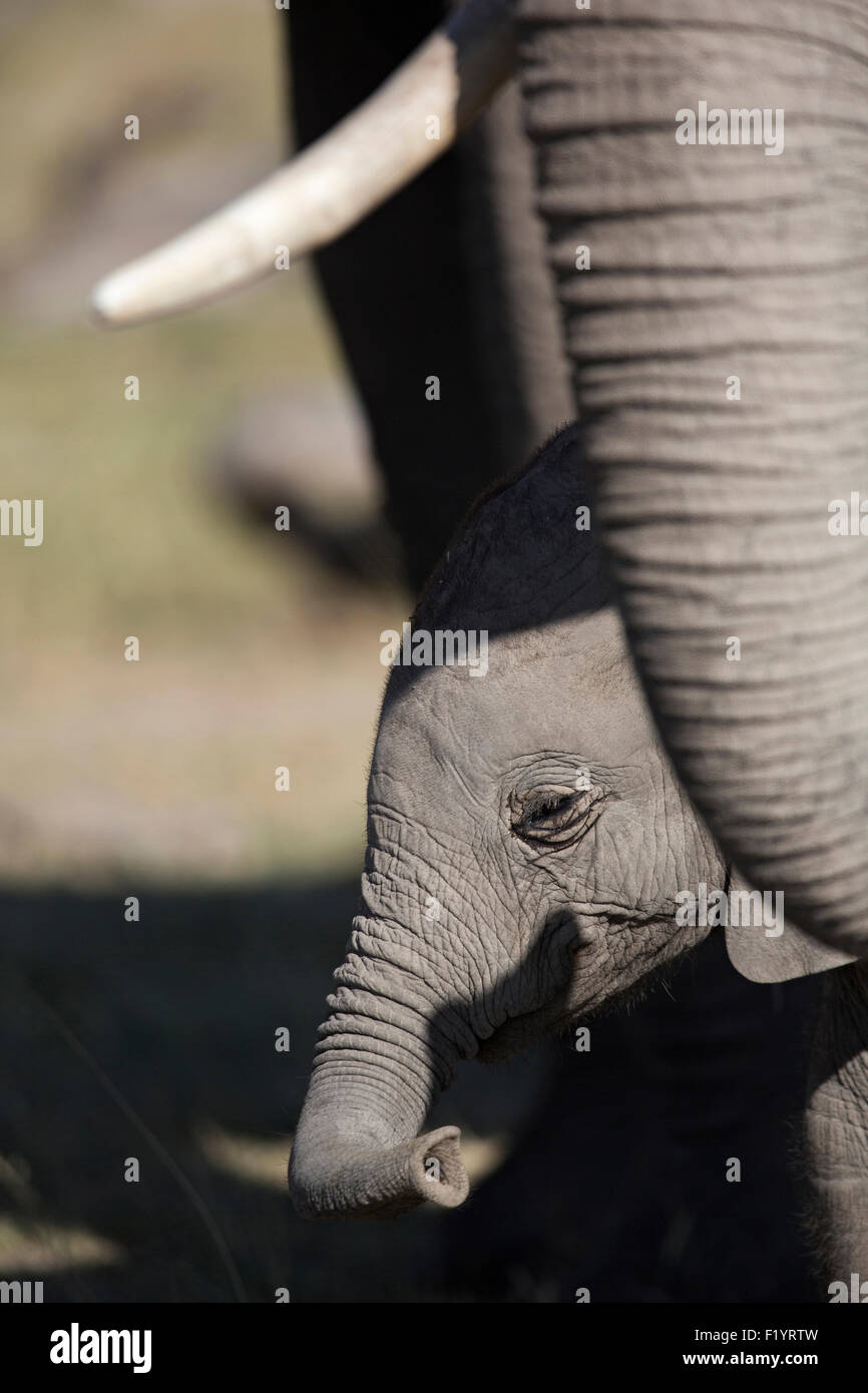 L'éléphant africain (Loxodonta africana) Calf debout à côté de sa mère le Parc national Amboseli au Kenya Banque D'Images