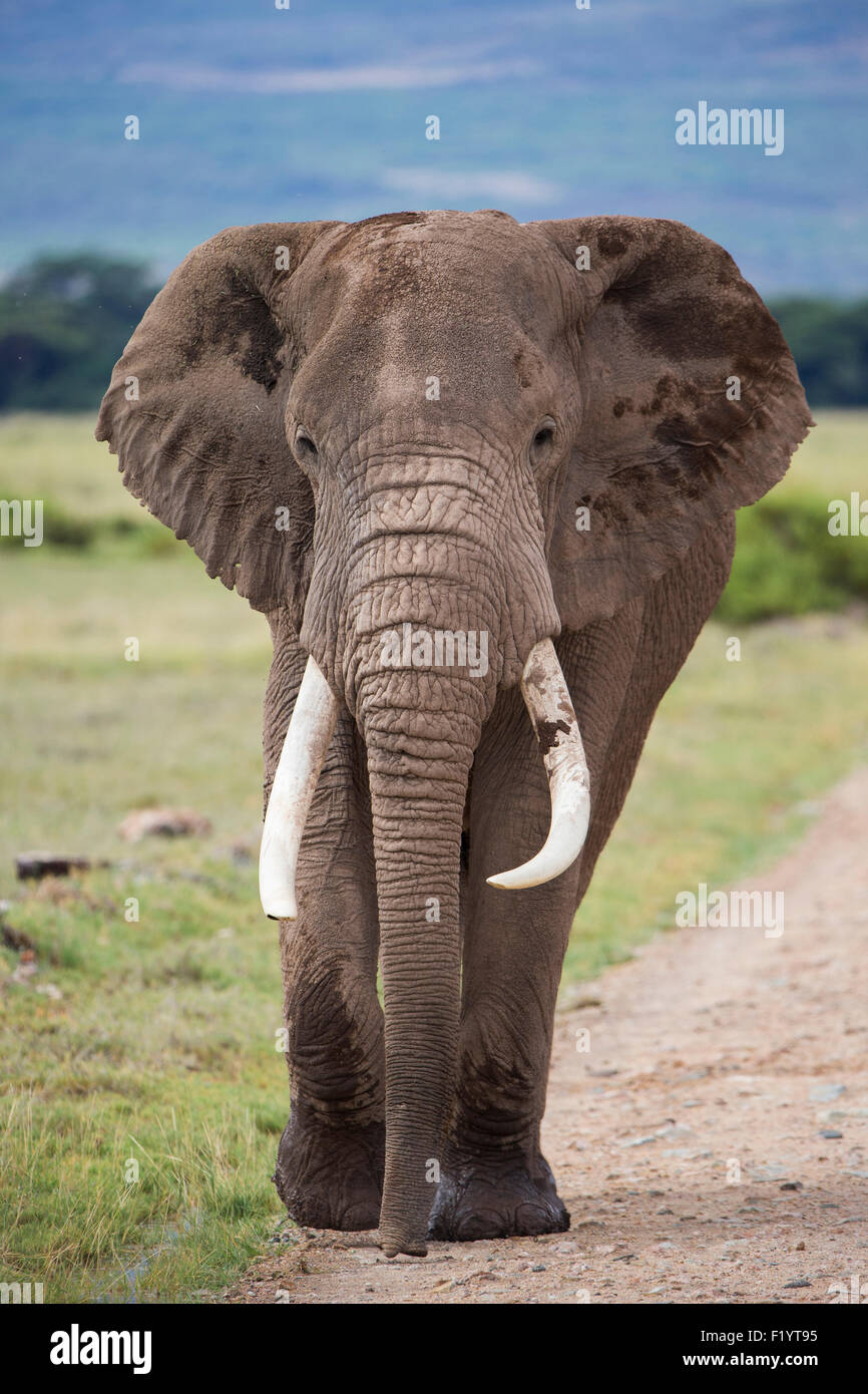 L'éléphant africain (Loxodonta africana) poussière marche bull Mature road Parc national Amboseli au Kenya Banque D'Images