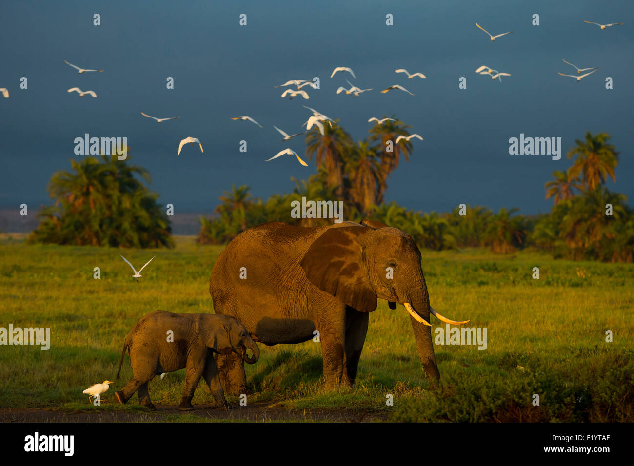 L'éléphant africain (Loxodonta africana) veau vache nourriture au Parc national Amboseli au Kenya Banque D'Images