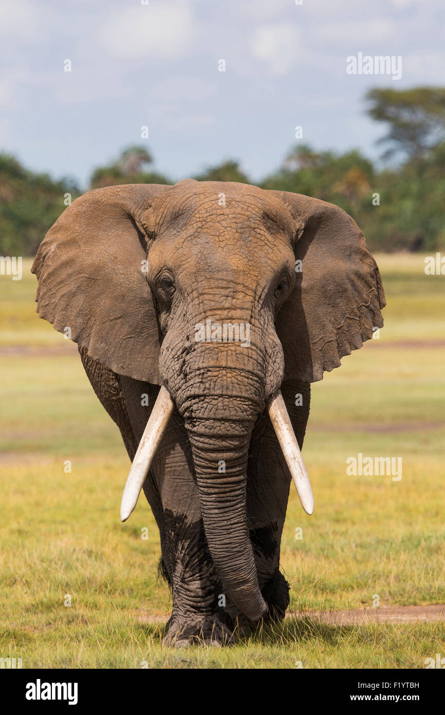 L'éléphant africain (Loxodonta africana) bull mature vers la caméra de marche du Parc National d'Amboseli au Kenya Banque D'Images