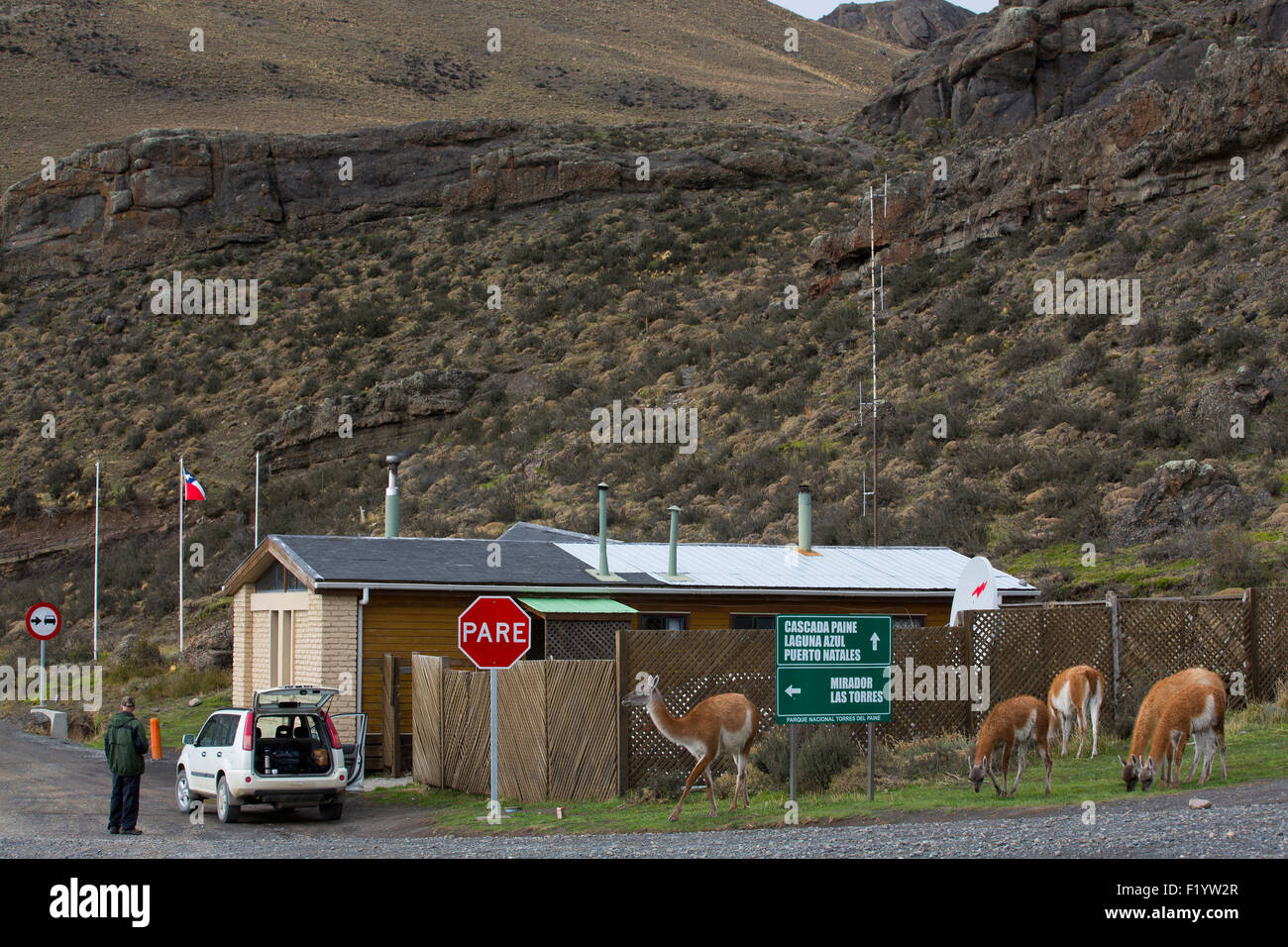 Guanaco (Lama guanicoe) Groupe près de station forestière au Parc National Torres del Paine au Chili Banque D'Images