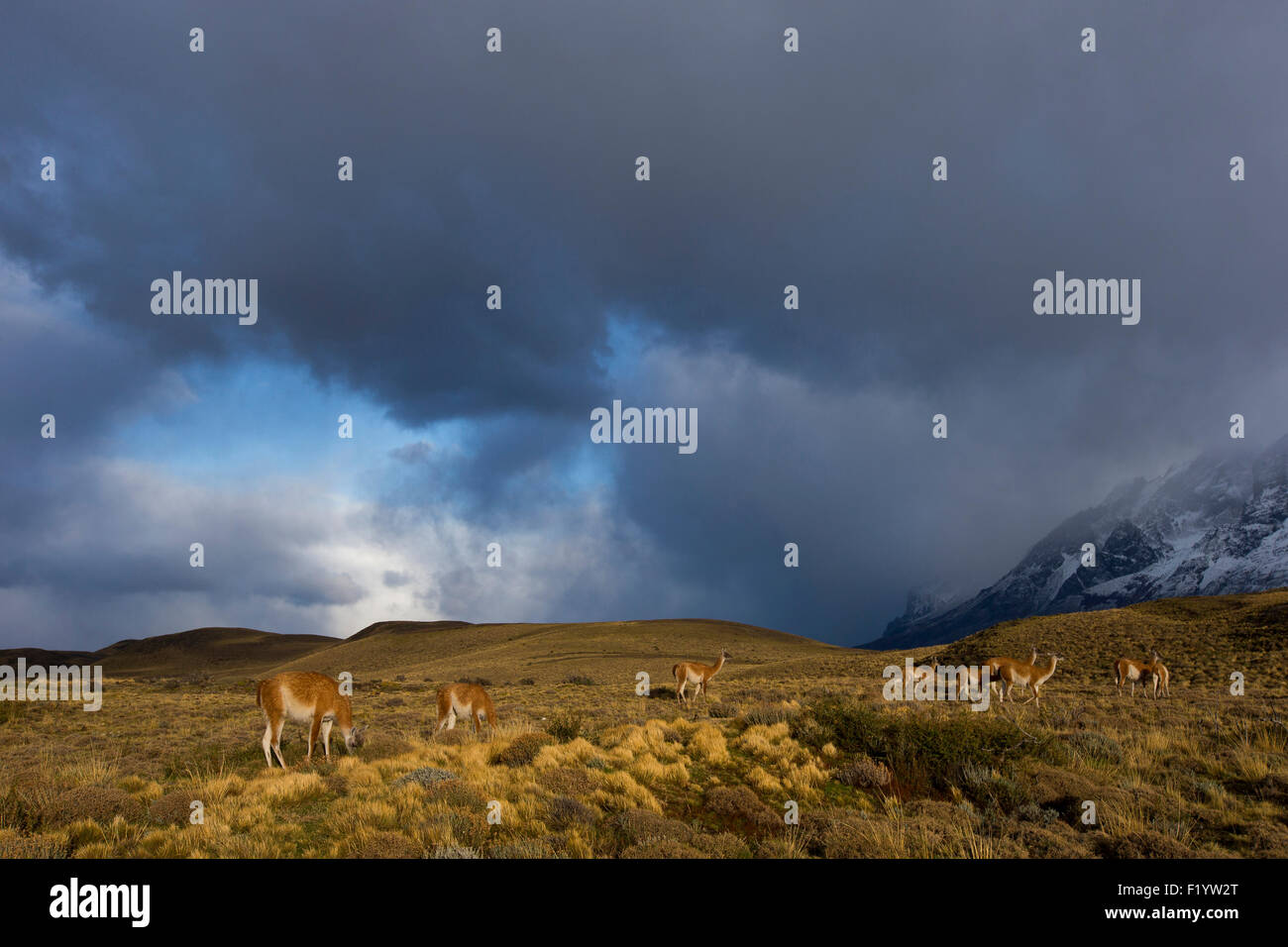 Guanaco (Lama guanicoe) Groupe vu contre ciel d'orage Parc National Torres del Paine au Chili Banque D'Images