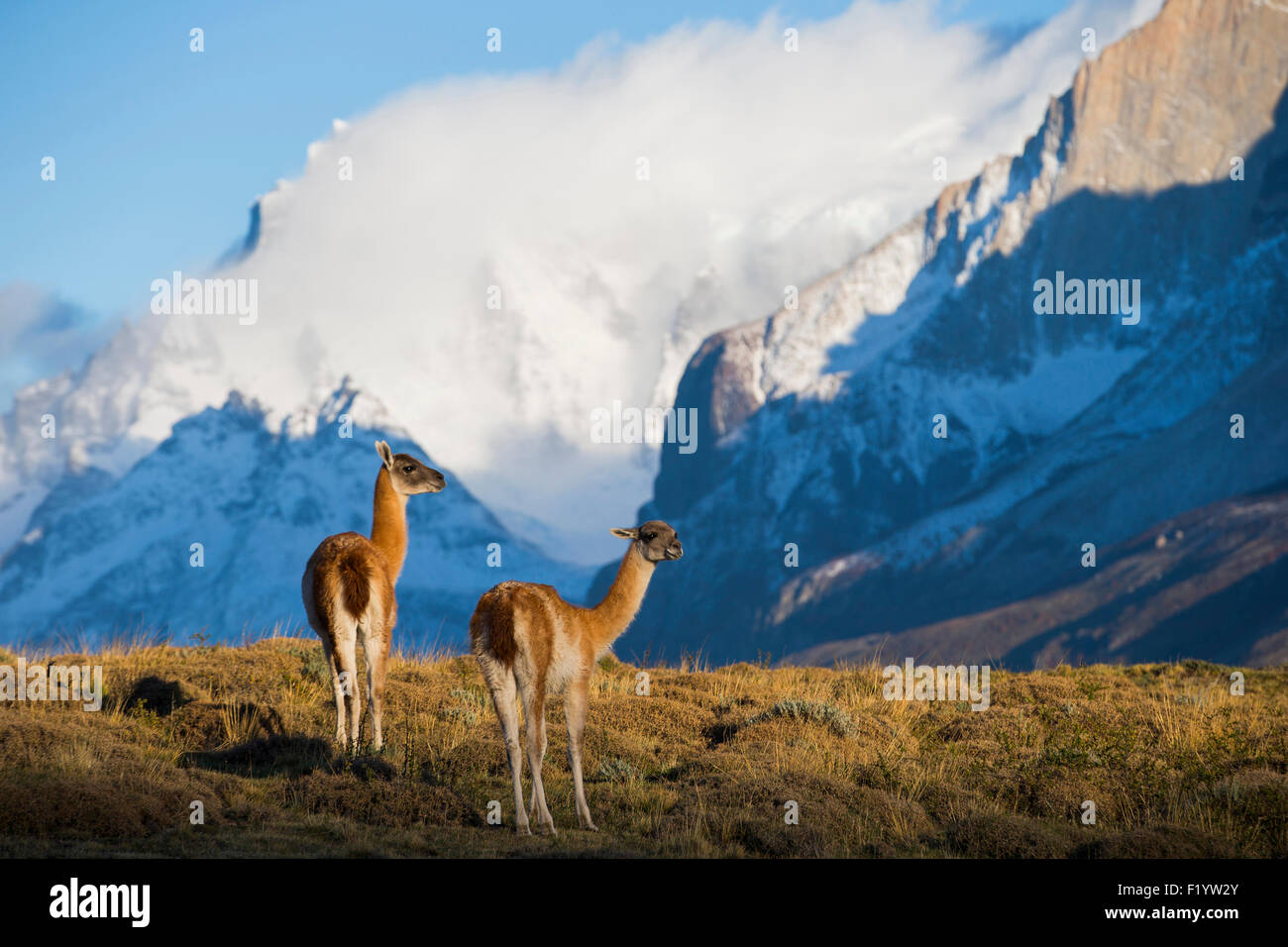 Guanaco (Lama guanicoe) Deux adultes paysage montagneux du Parc National Torres del Paine au Chili Banque D'Images
