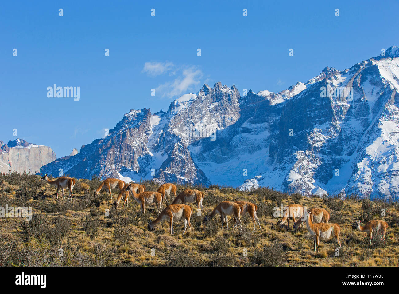 Guanaco (Lama guanicoe) élevage paysage montagneux du Parc National Torres del Paine au Chili Banque D'Images
