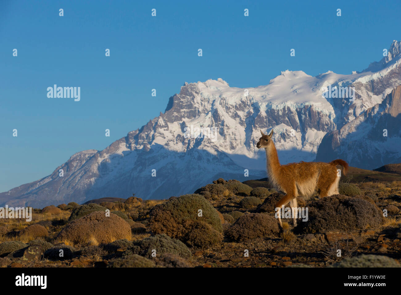 Guanaco (Lama guanicoe) balades adultes paysage montagneux du Parc National Torres del Paine au Chili Banque D'Images