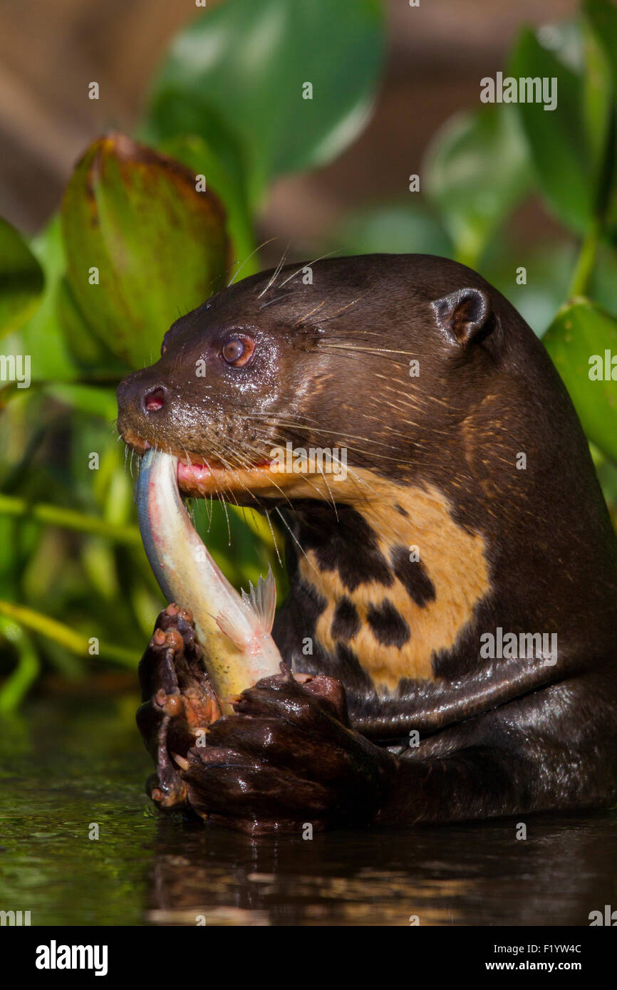 La loutre géante (Pteronura brasiliensis) la consommation de poisson Pantanal Brésil Banque D'Images